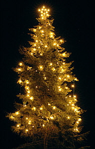Weihnachtsbaum bei Nacht Weihnachtsbaum bei Nacht
