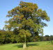 Vorstellung Zauberbaum 1