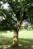 Vorstellung Zauberbaum 2